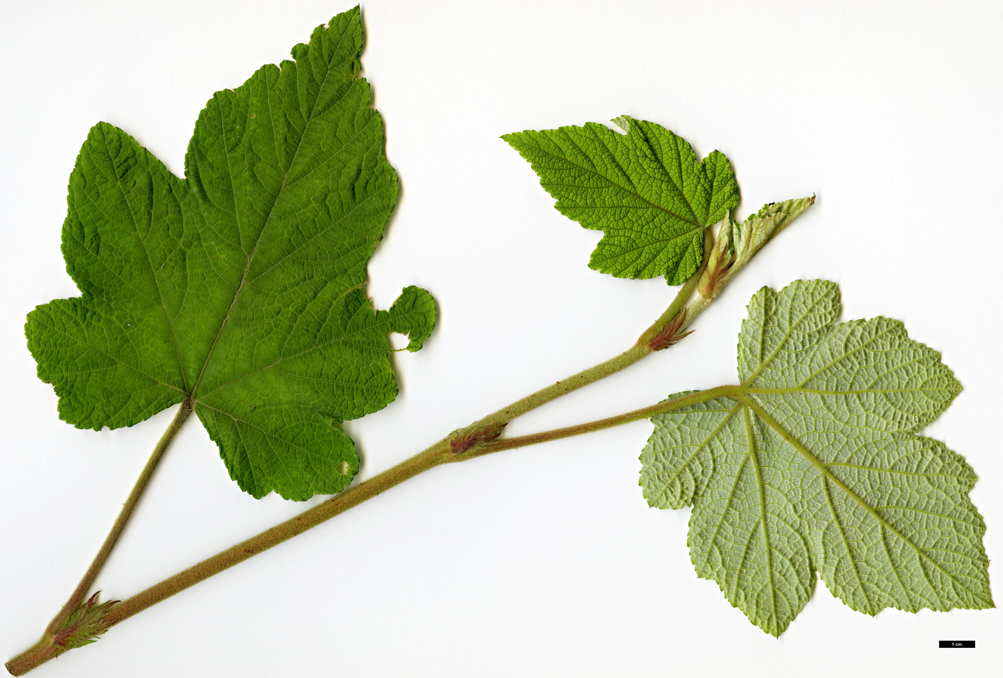 High resolution image: Family: Rosaceae - Genus: Rubus - Taxon: reflexus - SpeciesSub: var. hui